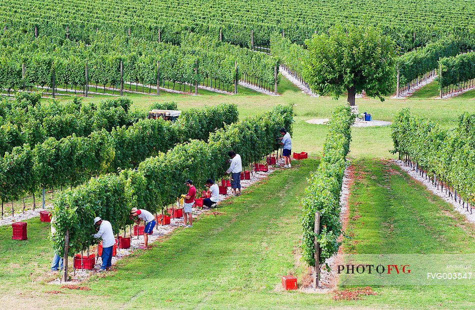 Grape harvest in Friuli Venezia Giulia, Italy, Europe