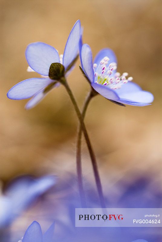Liverwort, Hepatica nobilis in bloom