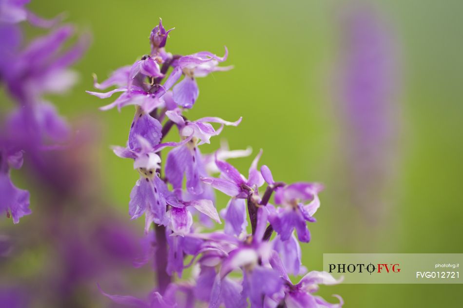Orchis mascula in blooming in the italian alps, Italy