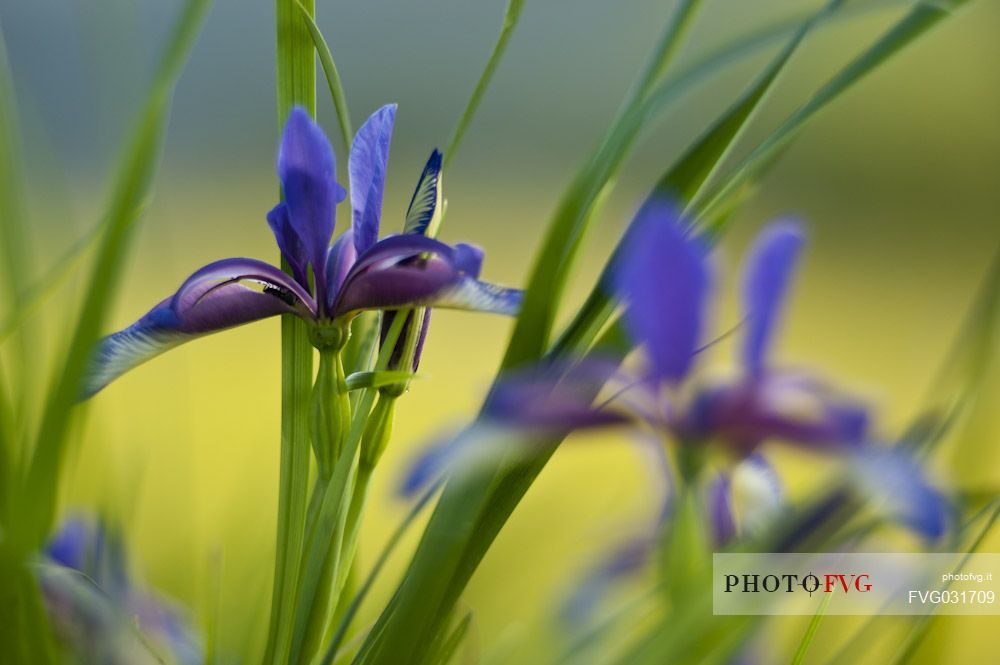 Iris graminea in bloom