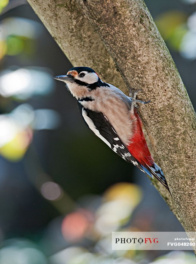 Great spotted woodpecker  (Dendrocopos major) in a trunk