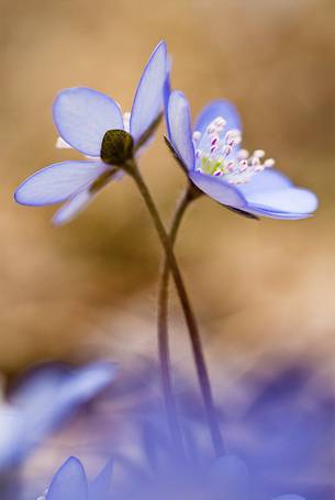 Liverwort, Hepatica nobilis in bloom