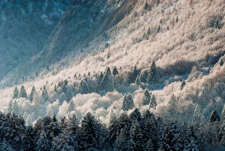 The snow covered the trees in the forest of Friulan Dolomites, Valcellina, Friuli Venezia Giulia, Italy, Europe The snow covered the trees in the forest of Friulan Dolomites, Valcellina, Friuli Venezia Giulia, Italy, Europe