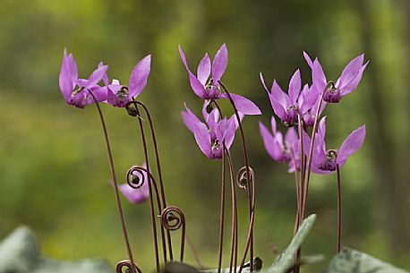 Group of cyclamens