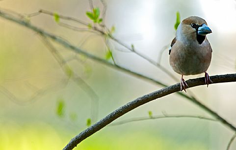 Common Hawfinch,Coccothraustes coccothraustes, is a passerine bird of the finch family.