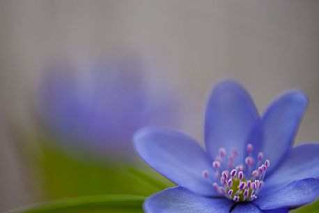 The trinity herb or Hepatica nobilis is a small, spring herbaceous plant belonging to the Ranunculaceae family, Dolomiti Friulane natural park, italy, Europe