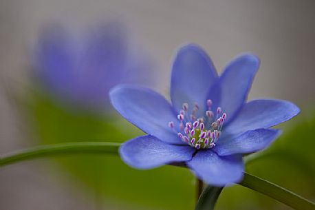 The trinity herb or Hepatica nobilis is a small, spring herbaceous plant belonging to the Ranunculaceae family, Dolomiti Friulane natural park, italy, Europe