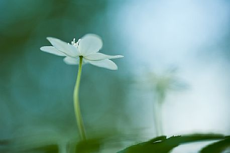 Wood anemone or Anemone nemorosa is a plant in the Ranunculaceae family, its name means wind flower, Dolomiti Friulane natural park, Italy, Europe