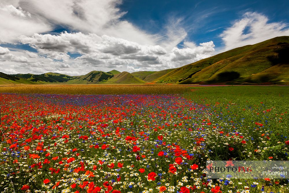 Lentil field and wildflowers, Castelluccio di Norcia, Umbria, Italy