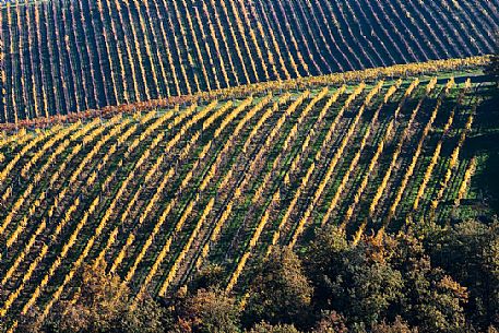 Vineyards of Langhirano, Parma, Italy