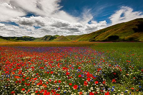 Lentil field and wildflowers, Castelluccio di Norcia, Umbria, Italy