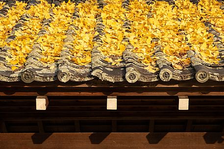 Gingko yellow leaves on the roof of a Japanese temple, Kyoto, Japanese