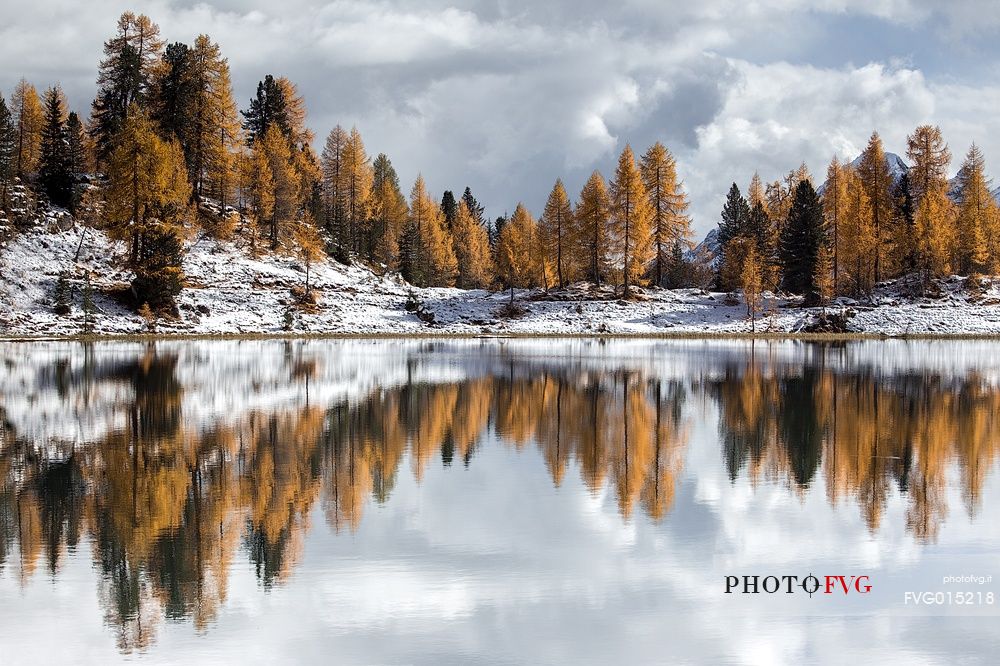 The orange larches are reflected on the Federa lake 