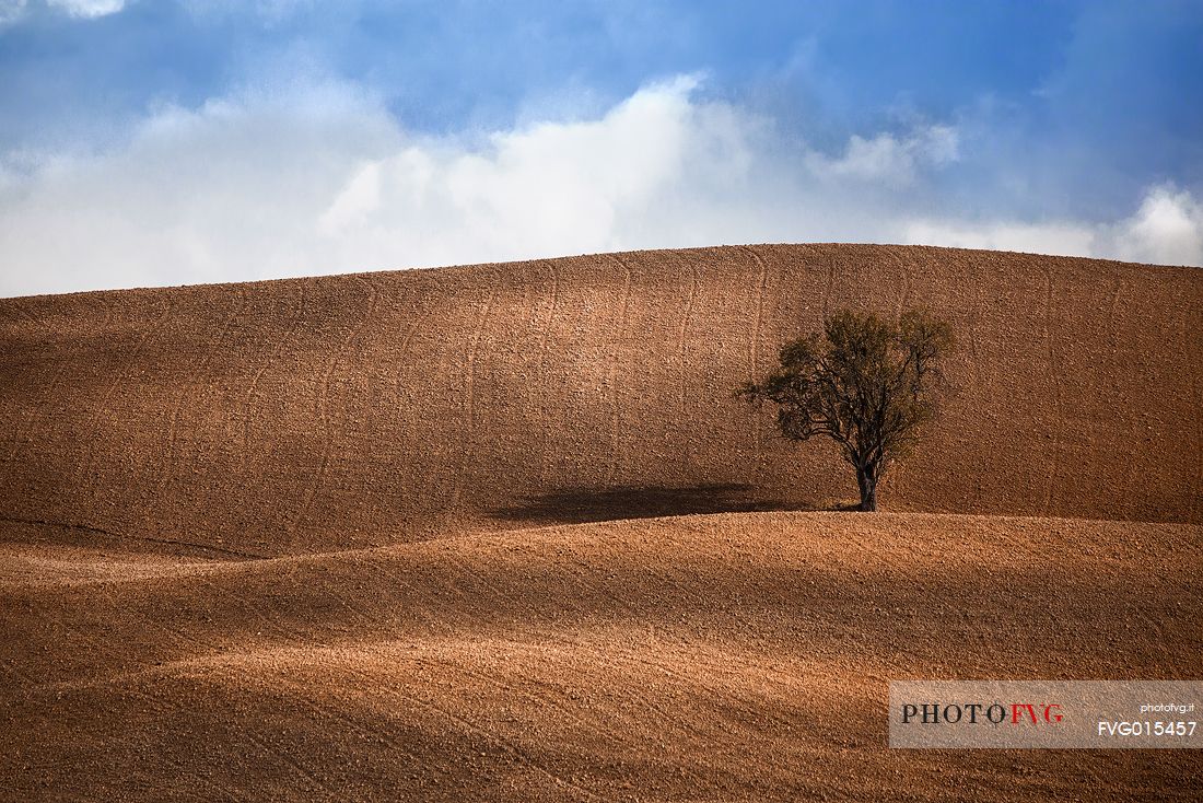 The solitary trees on the hills of Val D'Orcia