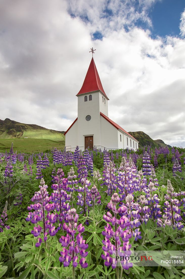 Lupins flowering and the church of the small village of Vik 