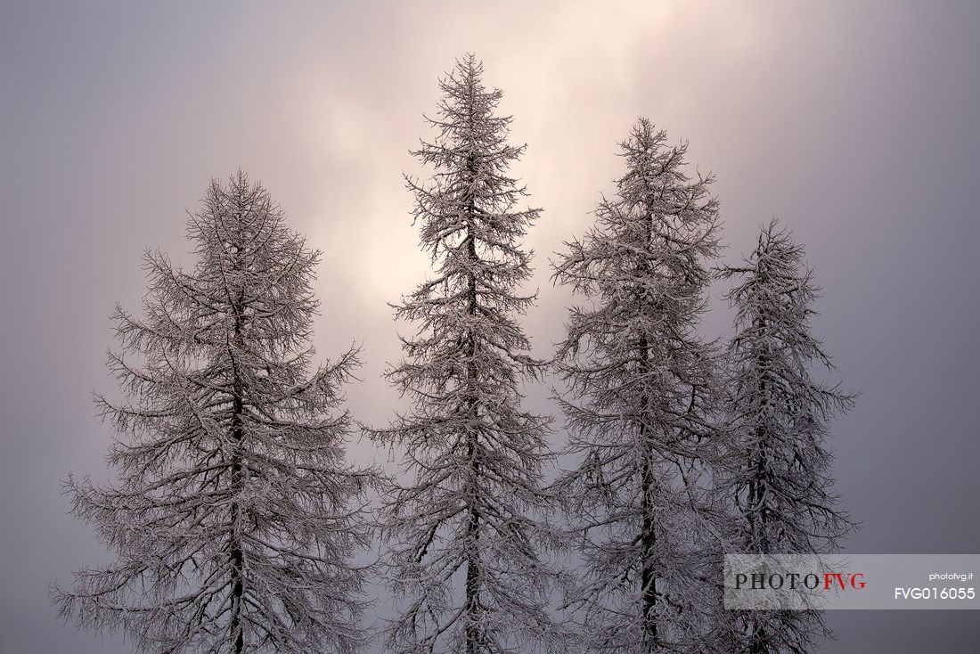 Snow covered larchs in a special winter atmosphere