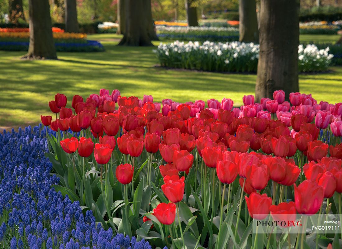 Keukenhof is a Dutch botanical park located near the town of Lisse , in Zuid Holland , about 35 km south - west of Amsterdam .
It is one of the main attractions of the Netherlands and is considered the largest park in the world of flowers bulb ;
They will bloom seven million bulbs planted by hand on an area of ​​32 hectares