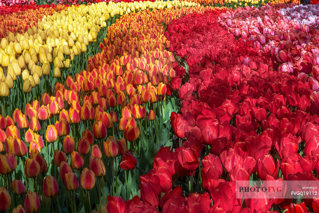 Keukenhof is a Dutch botanical park located near the town of Lisse , in Zuid Holland , about 35 km south - west of Amsterdam .
It is one of the main attractions of the Netherlands and is considered the largest park in the world of flowers bulb ;
They will bloom seven million bulbs planted by hand on an area of ​​32 hectares