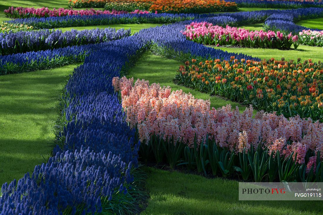 Keukenhof is a Dutch botanical park located near the town of Lisse , in Zuid Holland , about 35 km south - west of Amsterdam .
It is one of the main attractions of the Netherlands and is considered the largest park in the world of flowers bulb ;
They will bloom seven million bulbs planted by hand on an area of ​​32 hectares