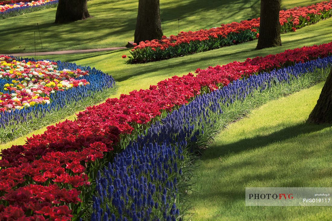 Keukenhof is a Dutch botanical park located near the town of Lisse , in Zuid Holland , about 35 km south - west of Amsterdam .
It is one of the main attractions of the Netherlands and is considered the largest park in the world of flowers bulb ;
They will bloom seven million bulbs planted by hand on an area of ​​32 hectares