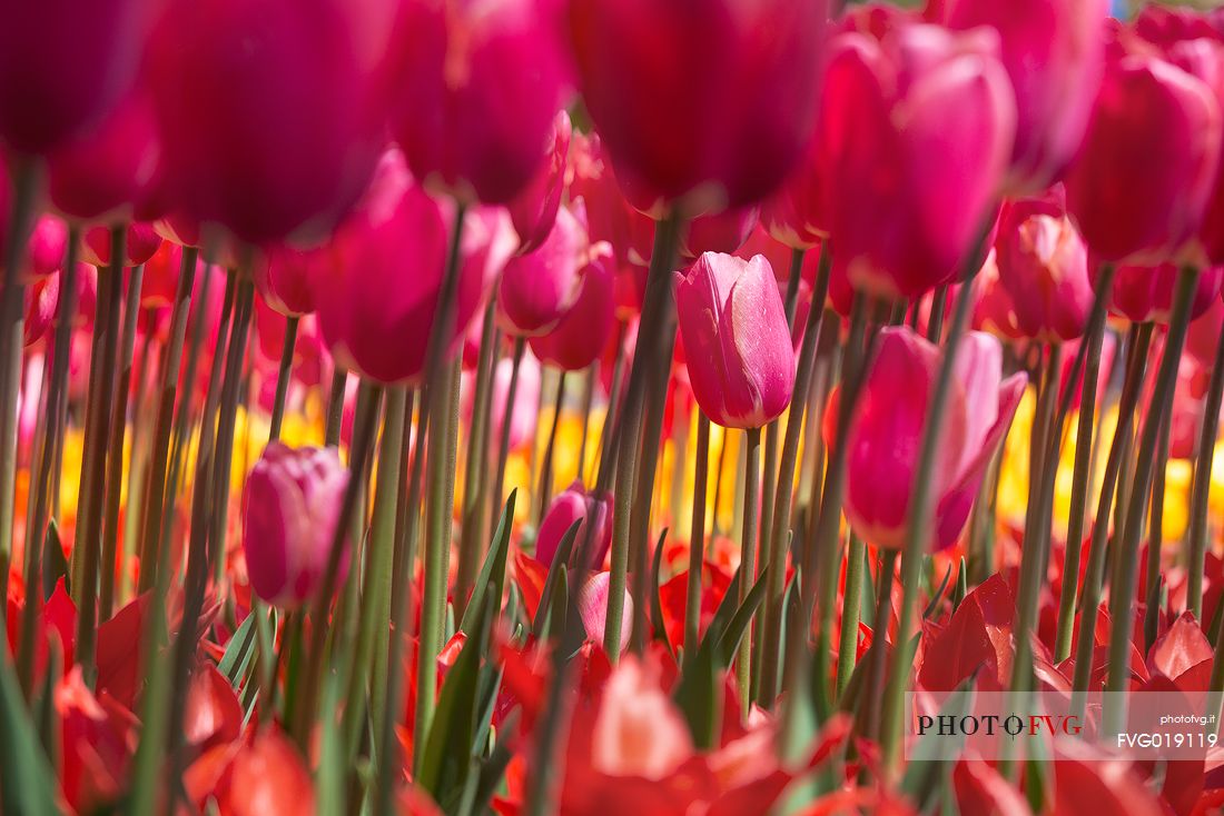 Keukenhof is a Dutch botanical park located near the town of Lisse , in Zuid Holland , about 35 km south - west of Amsterdam .
It is one of the main attractions of the Netherlands and is considered the largest park in the world of flowers bulb ;
They will bloom seven million bulbs planted by hand on an area of ​​32 hectares