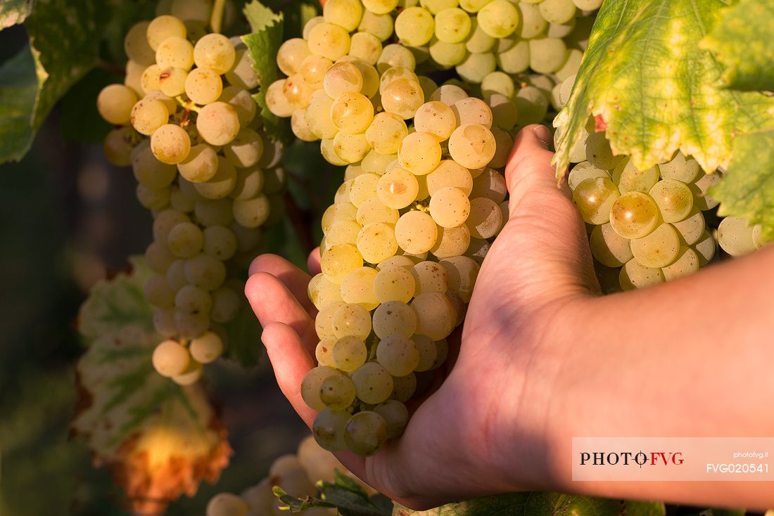 Farmer's hand raises a bunch of grapes during the harvest