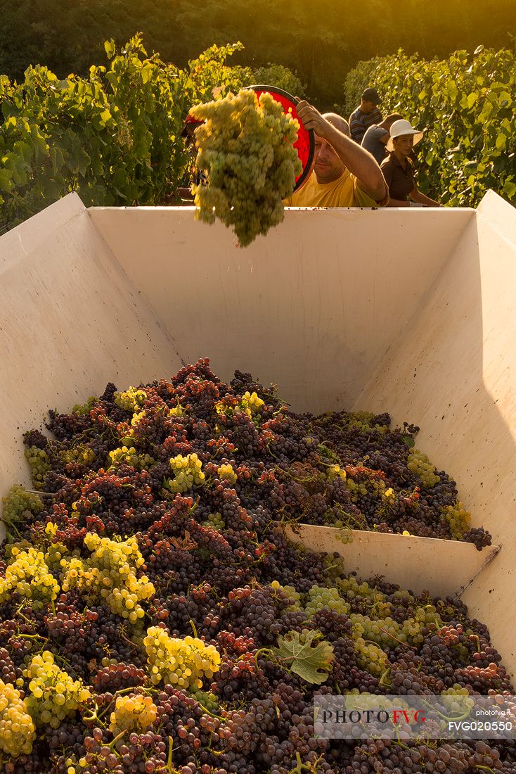 Harvest in the vineyards of Farra d'Isonzo - Gorizia