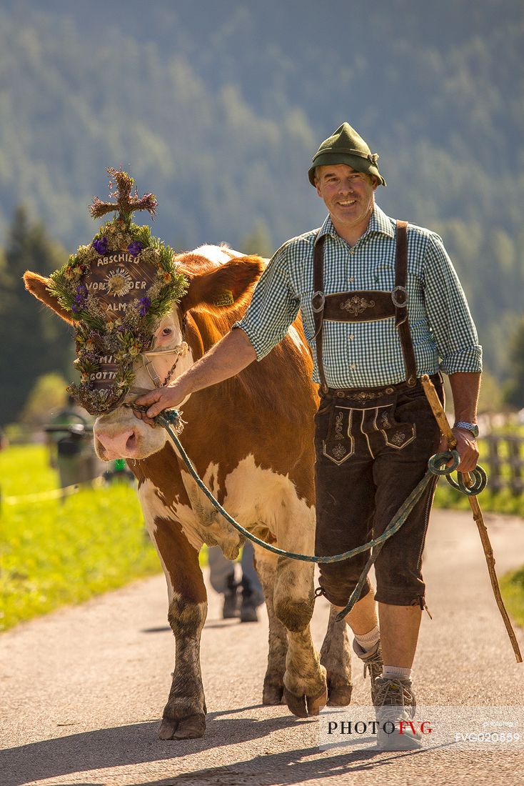Return of the cattle and party for transhumance in Sesto