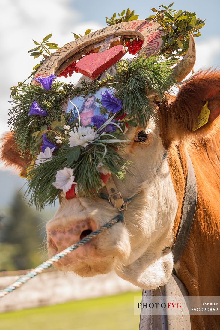 Return of the cattle and party for transhumance in Sesto