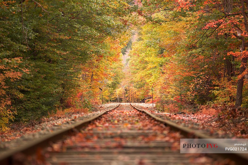 Autumn along the tracks that cross the  Franconia Notch State Park, New Hampshire, United States of America