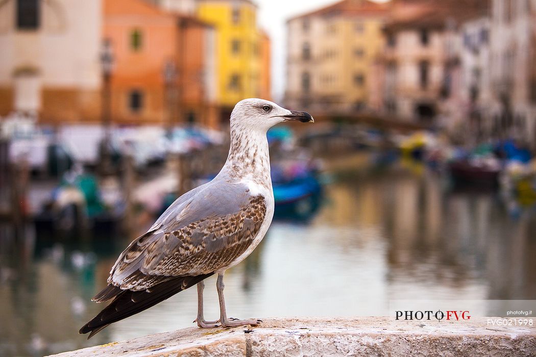 Gull on the Canal Vena at the fish market, Chioggia, Italy