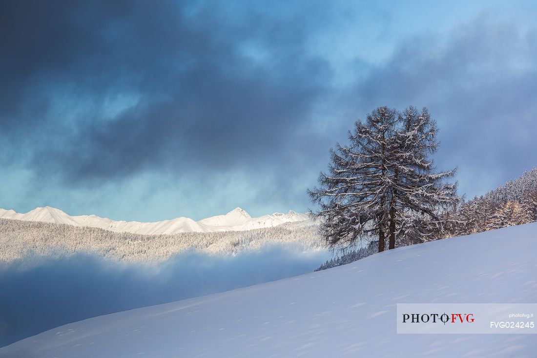 First light on snow-covered meadows of Sesto, val Pusteria, south tyrol, Italy