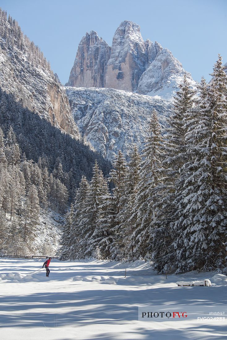 Cross country skiing in Landro valley along the path Dobbiaco Cortina, in the background the Tre cime di Lavaredo, dolomites, Italy