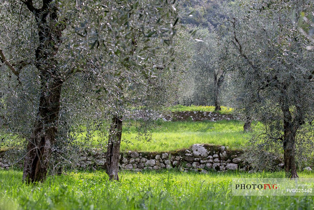 Fields of olive trees in Malcesine on Garda lake, Italy