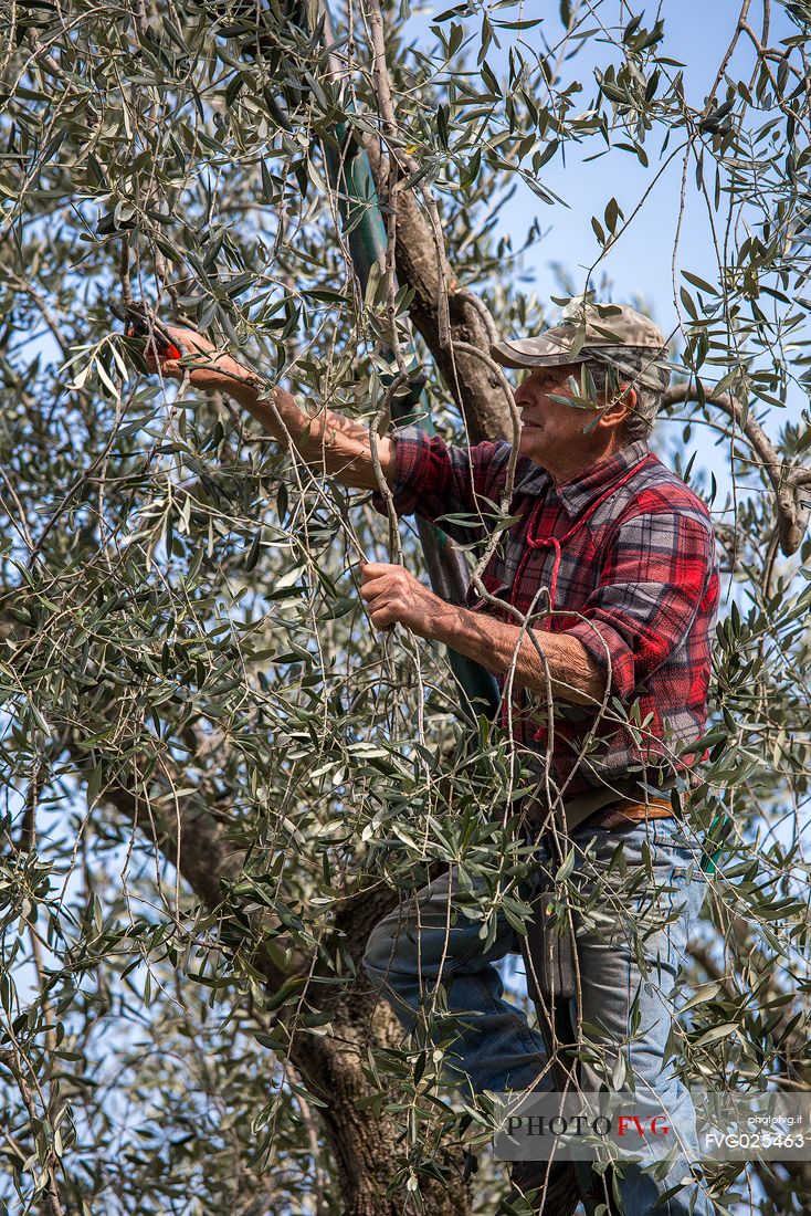 Farmer plows his olive trees in Malcesine on Garda lake, Italy