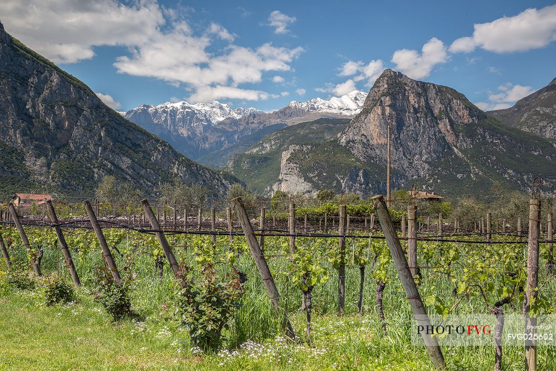 The vineyards of Pisoni farm in Pergolese, Valley of Lakes, Valle dei Laghi, Trentino
