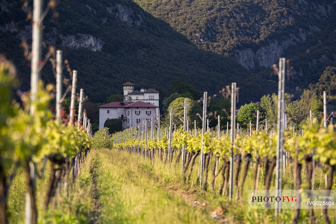 Vineyards along the promenade leading to Toblino lake, in the background the historic Maso Toresella, Valley of Lakes, Valle dei Laghi, Trentino, Italy