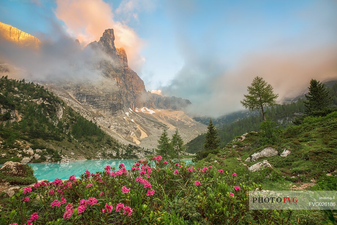 Flowering of rhododendrons along the banks of the lake Sorapiss with the Dito di Dio on background, Cortina D'Ampezzo, Dolomites, Italy