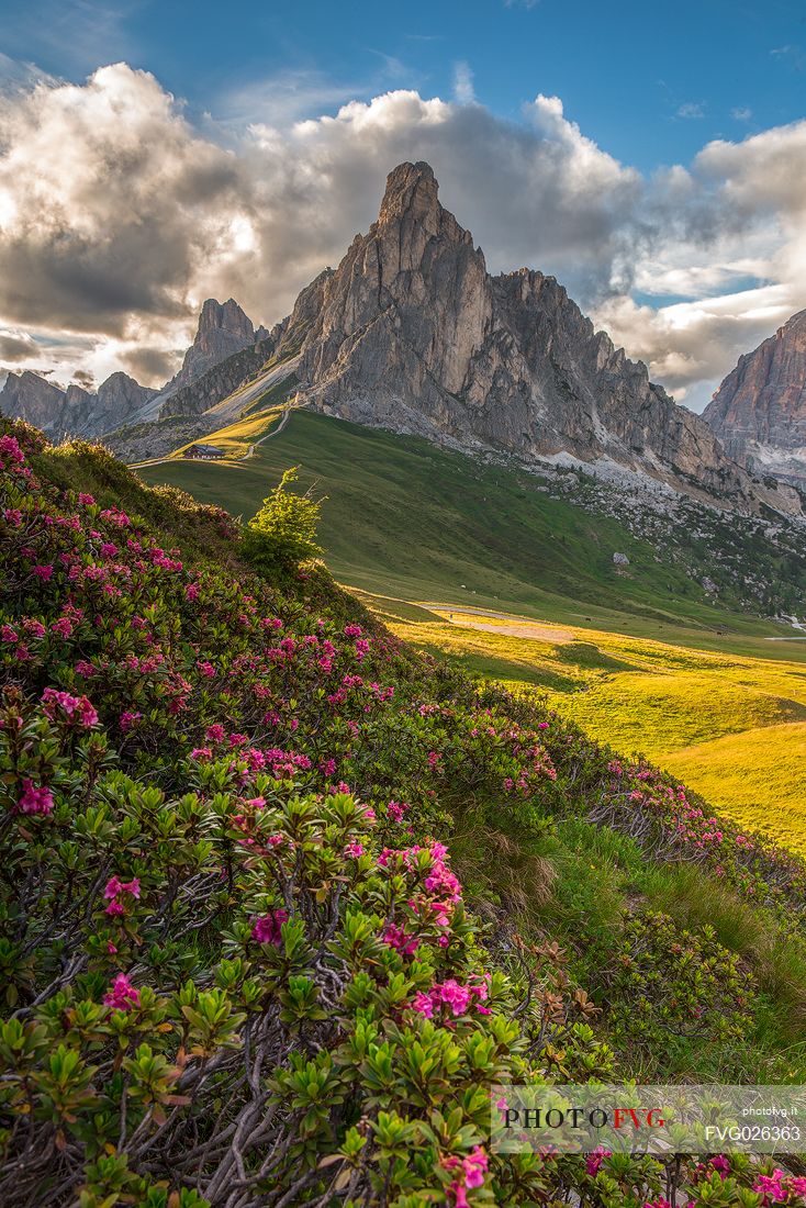 Flowering of rhododendrons at Giau Pass with the Ra Gusela on background at sunset, Dolomites, Cortina D'ampezzo,  Italy