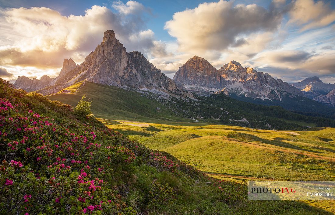 Flowering of rhododendrons at Giau Pass with the Ra Gusela and Tofana di Rozes on background at sunset, Dolomites, Cortina D'ampezzo,  Italy