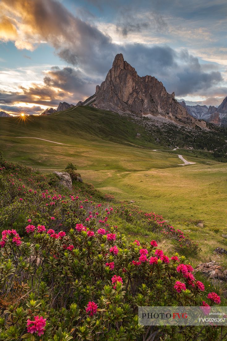 Flowering of rhododendrons at Giau Pass with the Ra Gusela on background at sunset, Dolomites, Cortina D'ampezzo,  Italy