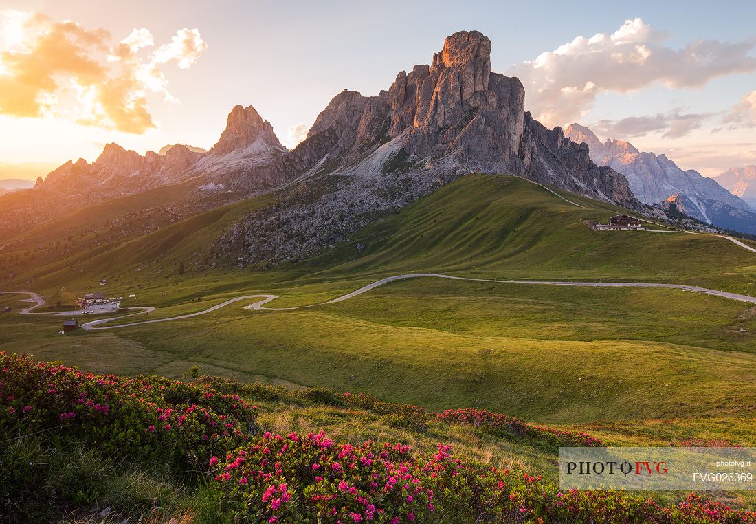 Flowering of rhododendrons at Giau Pass with the Ra Gusela on background at sunset, Dolomites, Cortina D'ampezzo,  Italy