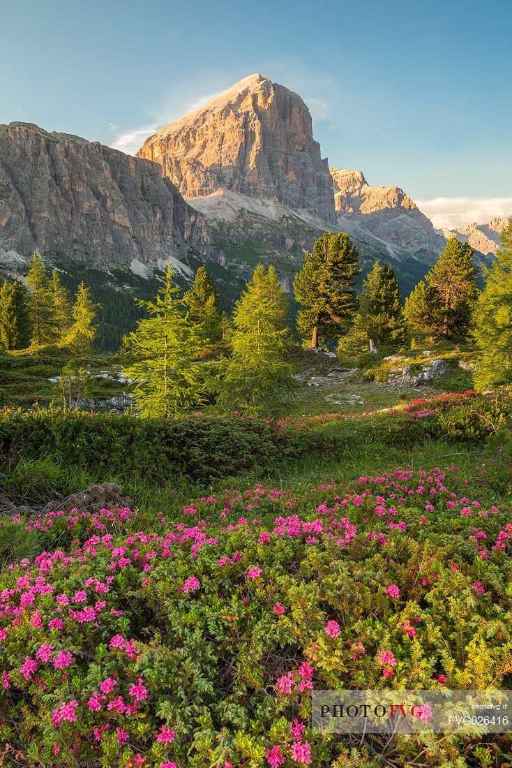 Flowering of rhododendrons on the meadows of Passo Falzarego, on background the Tofana di Rozes, Dolomites, Cortina D'Ampezzo, Italy