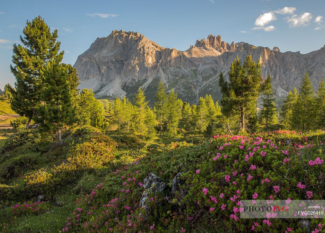 Flowering of rhododendrons on the meadows of Passo Falzarego, on background the Piccolo Lagazuoi and Gran Lagazuoi Mount, Dolomites, Cortina D'Ampezzo, Italy