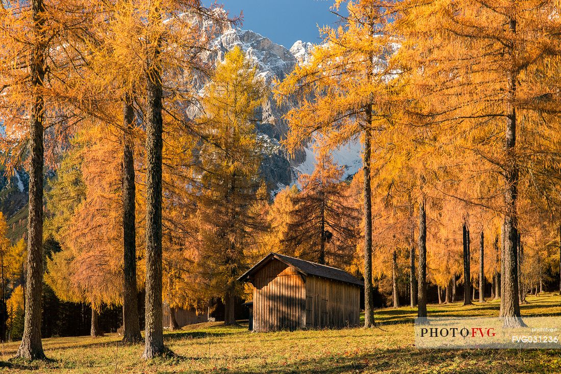 The barn surrounded by larch forest of Fiscalina Valley during an autumn morning, Dolomites, Pusteria valley, Italy