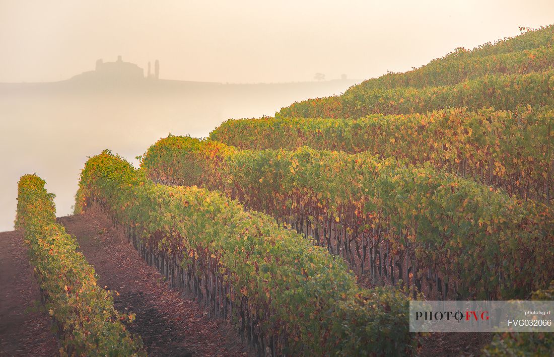 The vineyards and the typical autumn mist of the Langhe region near Grinzane Cavour, Unesco world heritage, Piedmont, Italy, Europe