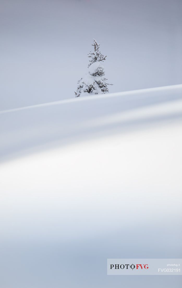 A snow-covered pine in the Nemes alp, Sesto, dolomites, Pusteria valley, Trentino Alto Adige, Italy, Europe