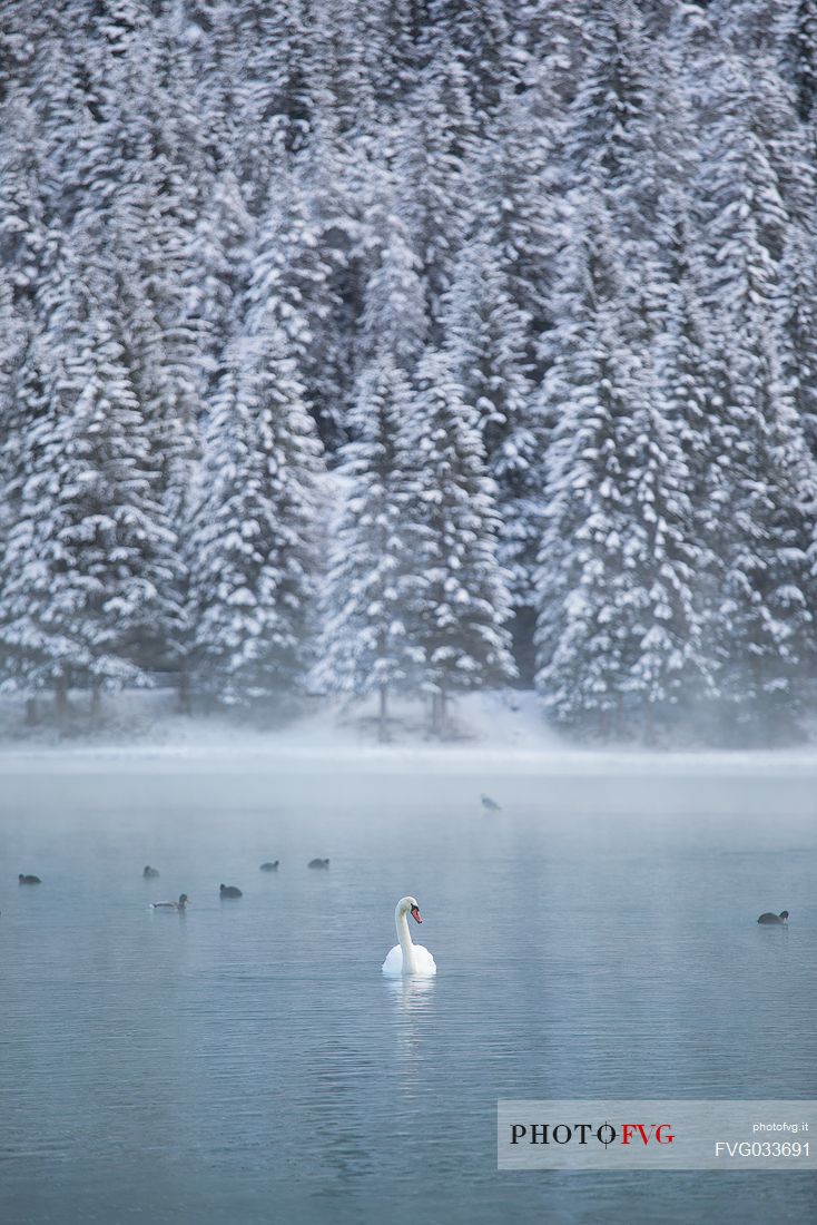 Swan and ducks in the Lake of Dobbiaco on a winter morning, Pusteria valley, dolomites, Trentino Alto Adige, Italy, Europe