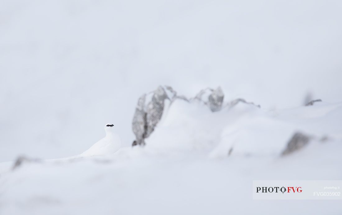 White ptarmigan winter sighted on Monte Piana, dolomites, Italy, Europe