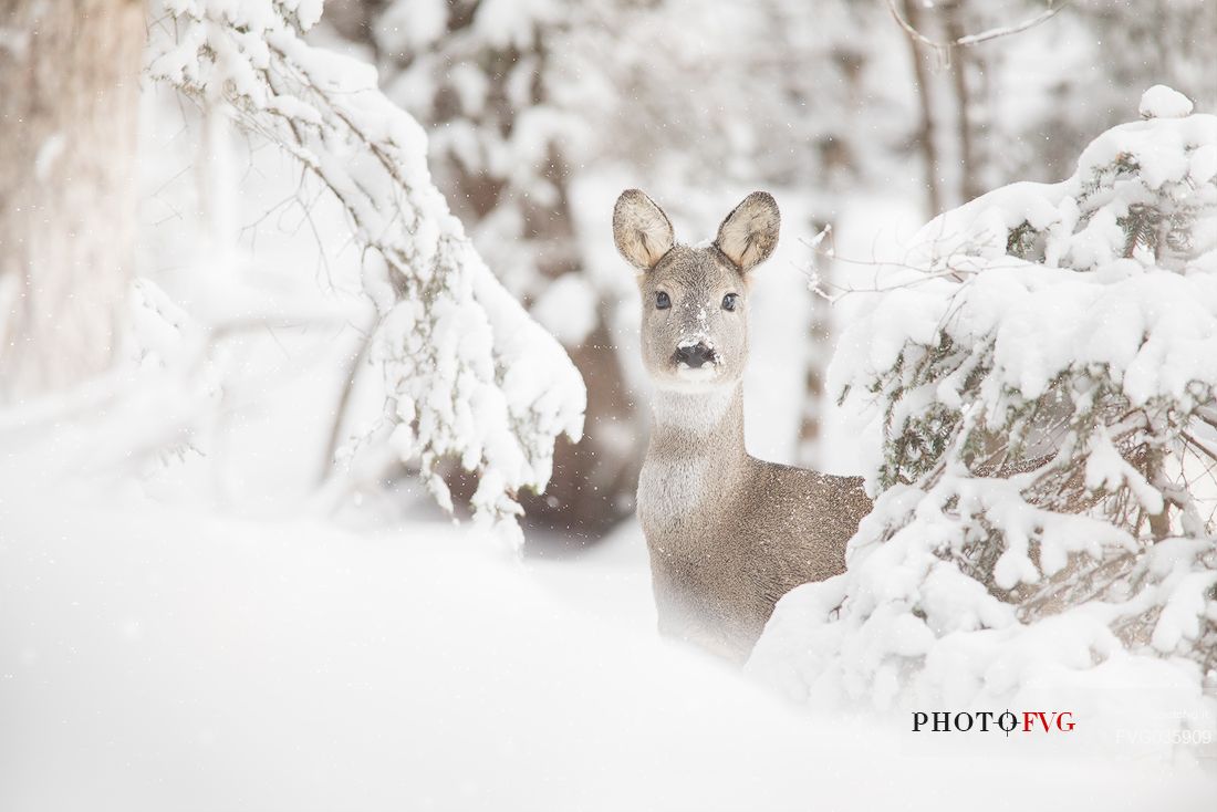 Roe deer nestled in the snowy forest, Sesto, Pusteria valley, dolomites, Trentino Alto Adige, Italy Roe deer nestled in the snowy forest, Sesto, Pusteria valley, dolomites, Trentino Alto Adige, Italy